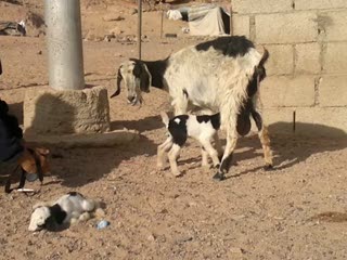 2012 0223 - 0254 dahab dessert goats.mp4